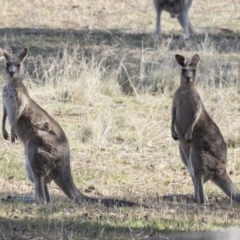 Macropus giganteus (Eastern Grey Kangaroo) at Holt, ACT - 15 Nov 2018 by AlisonMilton