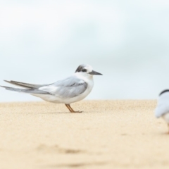 Sternula albifrons (Little Tern) at Tathra, NSW - 16 Nov 2018 by Leo