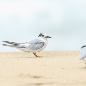 Sternula albifrons at Tathra, NSW - 16 Nov 2018