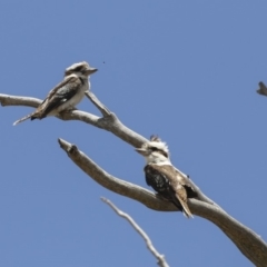 Dacelo novaeguineae (Laughing Kookaburra) at Dunlop, ACT - 15 Nov 2018 by Alison Milton