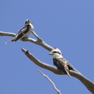 Dacelo novaeguineae at Dunlop, ACT - 15 Nov 2018 11:41 AM