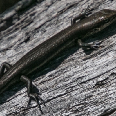 Pseudemoia entrecasteauxii (Woodland Tussock-skink) at Mount Clear, ACT - 31 Oct 2018 by SWishart