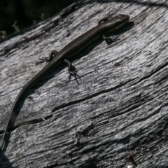 Pseudemoia entrecasteauxii at Mount Clear, ACT - 31 Oct 2018