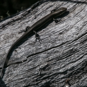 Pseudemoia entrecasteauxii at Mount Clear, ACT - 31 Oct 2018