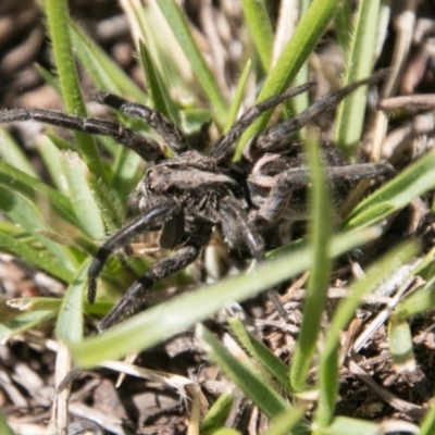 Venatrix sp. (genus) (Unidentified Venatrix wolf spider) at Namadgi National Park - 31 Oct 2018 by SWishart