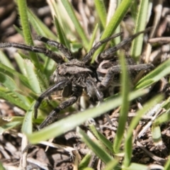 Venatrix sp. (genus) (Unidentified Venatrix wolf spider) at Mount Clear, ACT - 31 Oct 2018 by SWishart