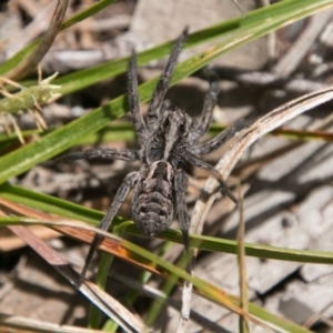 Venatrix sp. (genus) at Mount Clear, ACT - 31 Oct 2018