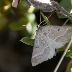Antasia flavicapitata (Yellow-headed Heath Moth) at Mount Clear, ACT - 30 Oct 2018 by SWishart