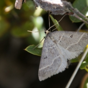 Antasia flavicapitata at Mount Clear, ACT - 31 Oct 2018