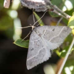 Antasia flavicapitata at Mount Clear, ACT - 31 Oct 2018 10:32 AM