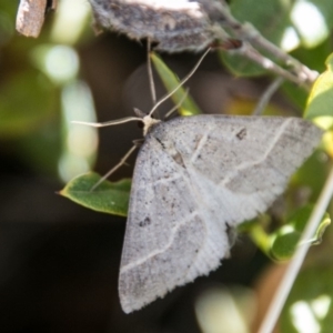 Antasia flavicapitata at Mount Clear, ACT - 31 Oct 2018 10:32 AM