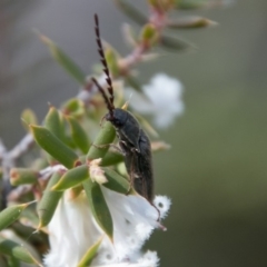 Elateridae sp. (family) (Unidentified click beetle) at Namadgi National Park - 30 Oct 2018 by SWishart