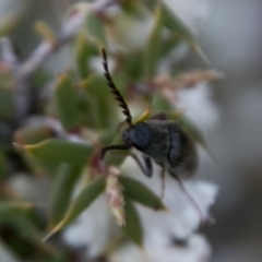 Elateridae sp. (family) at Mount Clear, ACT - 31 Oct 2018