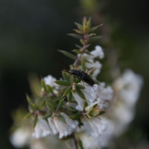 Elateridae sp. (family) at Mount Clear, ACT - 31 Oct 2018