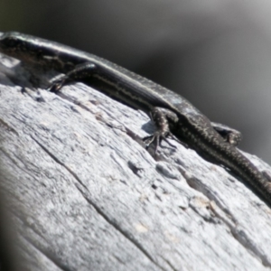 Pseudemoia spenceri at Mount Clear, ACT - 31 Oct 2018