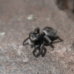 Salpesia sp. (genus) (Salpesia Jumping Spider) at Mount Clear, ACT - 31 Oct 2018 by SWishart