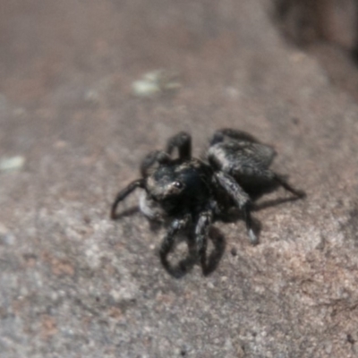Salpesia sp. (genus) (Salpesia Jumping Spider) at Namadgi National Park - 31 Oct 2018 by SWishart