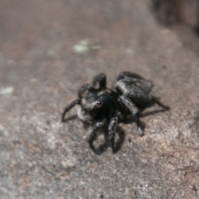 Salpesia (genus) (Salpesia Jumping Spider) at Mount Clear, ACT - 31 Oct 2018 by SWishart
