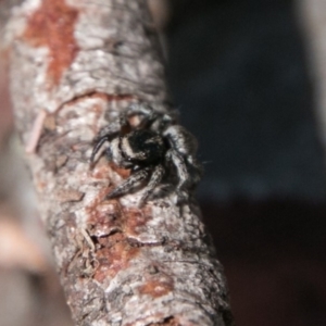 Salpesia sp. (genus) at Namadgi National Park - 31 Oct 2018