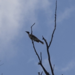 Philemon corniculatus (Noisy Friarbird) at Dunlop, ACT - 15 Nov 2018 by AlisonMilton