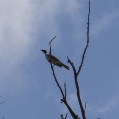 Philemon corniculatus (Noisy Friarbird) at Dunlop, ACT - 15 Nov 2018 by AlisonMilton