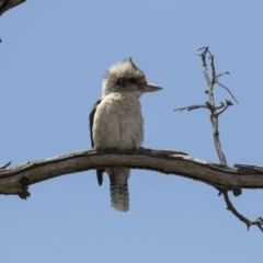 Dacelo novaeguineae (Laughing Kookaburra) at Dunlop, ACT - 15 Nov 2018 by Alison Milton