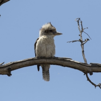 Dacelo novaeguineae (Laughing Kookaburra) at Dunlop, ACT - 15 Nov 2018 by AlisonMilton