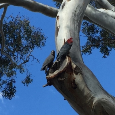 Callocephalon fimbriatum (Gang-gang Cockatoo) at Red Hill, ACT - 16 Nov 2018 by BenW