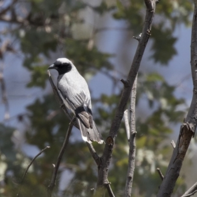 Coracina novaehollandiae (Black-faced Cuckooshrike) at Dunlop, ACT - 15 Nov 2018 by Alison Milton