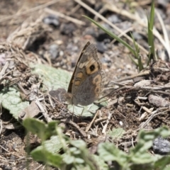 Junonia villida (Meadow Argus) at Dunlop, ACT - 15 Nov 2018 by Alison Milton