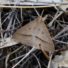 Epidesmia hypenaria (Long-nosed Epidesmia) at Tuggeranong Hill - 16 Nov 2018 by Owen