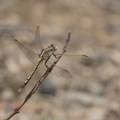 Orthetrum caledonicum (Blue Skimmer) at Dunlop, ACT - 15 Nov 2018 by Alison Milton