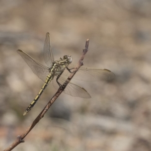 Orthetrum caledonicum at Dunlop, ACT - 15 Nov 2018