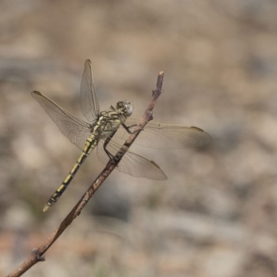 Orthetrum caledonicum (Blue Skimmer) at Dunlop, ACT - 15 Nov 2018 by AlisonMilton