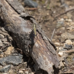 Orthetrum caledonicum at Dunlop, ACT - 15 Nov 2018