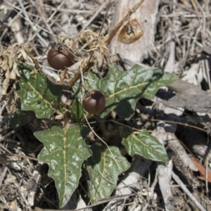 Solanum cinereum at Dunlop, ACT - 15 Nov 2018