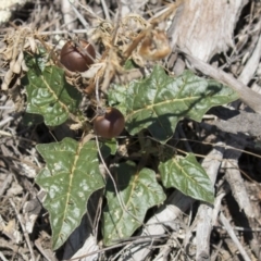 Solanum cinereum at Dunlop, ACT - 15 Nov 2018 12:40 PM