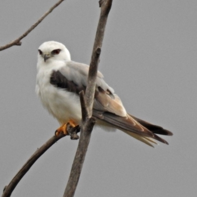 Elanus axillaris (Black-shouldered Kite) at Fyshwick, ACT - 15 Nov 2018 by RodDeb