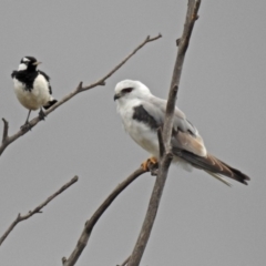 Elanus axillaris at Fyshwick, ACT - 15 Nov 2018