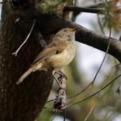 Acanthiza pusilla (Brown Thornbill) at Fyshwick, ACT - 15 Nov 2018 by RodDeb