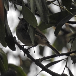 Acanthiza pusilla at Fyshwick, ACT - 15 Nov 2018