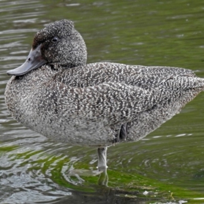 Stictonetta naevosa (Freckled Duck) at Jerrabomberra Wetlands - 15 Nov 2018 by RodDeb