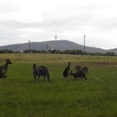Macropus giganteus (Eastern Grey Kangaroo) at Fyshwick, ACT - 15 Nov 2018 by RodDeb