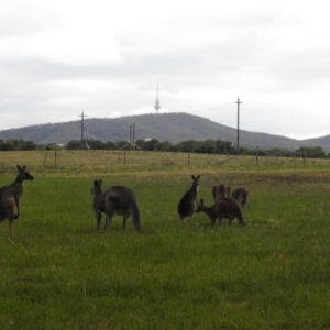 Macropus giganteus at Fyshwick, ACT - 15 Nov 2018 06:30 PM