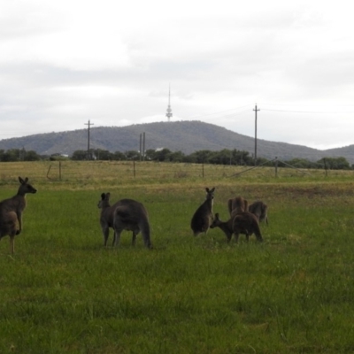 Macropus giganteus (Eastern Grey Kangaroo) at Fyshwick, ACT - 15 Nov 2018 by RodDeb