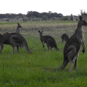 Macropus giganteus at Fyshwick, ACT - 15 Nov 2018 06:30 PM