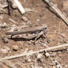 Pycnostictus sp. (genus) (A bandwing grasshopper) at Woodstock Nature Reserve - 15 Nov 2018 by Alison Milton