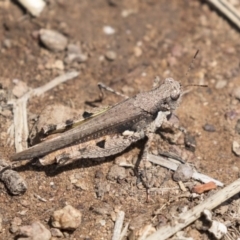 Pycnostictus sp. (genus) at Dunlop, ACT - 15 Nov 2018