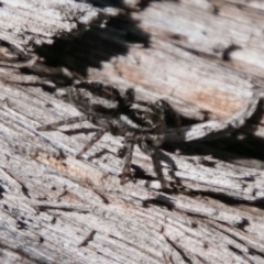 Jotus frosti (Frost's jumping spider) at Mount Clear, ACT - 31 Oct 2018 by SWishart