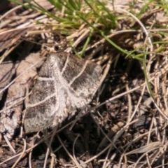 Antasia flavicapitata (Yellow-headed Heath Moth (Oenochrominae)) at Mount Clear, ACT - 31 Oct 2018 by SWishart